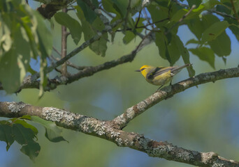 Fototapeta premium Blue-winged Warbler Perched In Tree