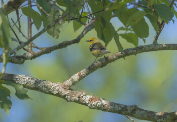 Blue-winged Warbler Perched In Tree