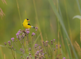 American Gold Finch On Wildflower