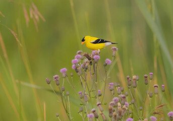 American Gold Finch On Wildflower