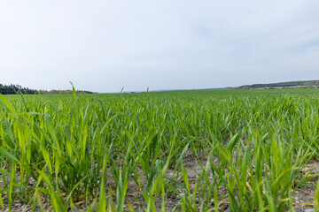 Obraz premium green wheat in cloudy weather in spring