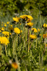 Fototapeta premium dandelions blooming in the green grass in spring