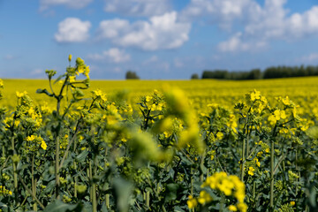 a monocultural field with rapeseed that begins to bloom