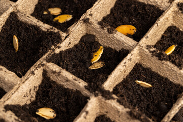 Seed in fertile soil in cardboard cups