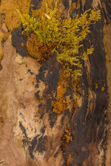 Abstract Background Caused By Decaying Tree Bark