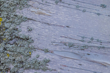 Obraz premium Abstract Background And Textures Of Birch Bark