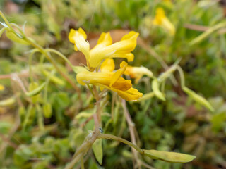 Close-up of the Yellow corydalis or rock fumewort (Pseudofumaria lutea) flowering with yellow-green flowers in rock garden