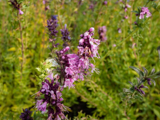 Obraz premium Close-up of the Hyssop (Hyssopus officinalis ) flowering with pink, blue or white flowers in summer