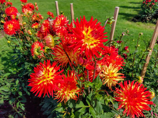 Close-up of Dahlia Lisonette flowering with vivid blooms with red streaks and yellow base