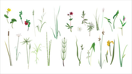 Calamus, lingonberry, reed, marsh cinquefoil, wild rosemary, miscanthus, arrowhead, Persicaria, cattail, umbrella rush, tsipperus, sedge, horsetail, bur-reed, reed, iris, calamus. Wild swamp plant set