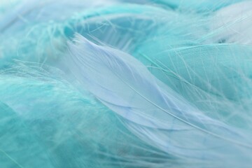 Many beautiful feathers as background, closeup view