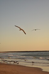 Fototapeta premium Seagull on a sandy beach near the sea