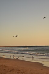Fototapeta premium Seagull on a sandy beach near the sea