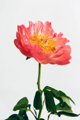 Fototapeta premium Fresh pink peony flower on light grey background