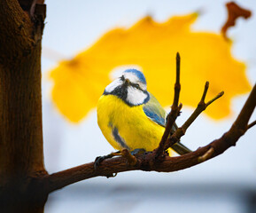 Eurasian blue tit, Cyanistes caeruleus, in Autumn