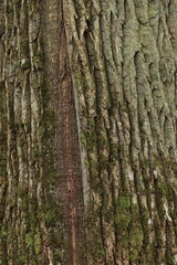 Obraz premium Texture of oak bark on a tree trunk in natural conditions.