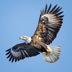 Obraz premium A close-up of an eagle in flight its wings beating with grace and symmetry