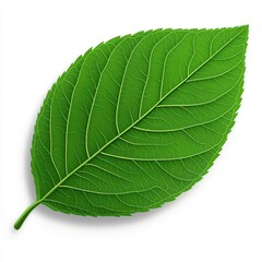 Obraz premium a modern leaf clipart, abstract shape, green gradient, isolated on white background