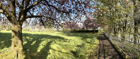 Blossom vibes