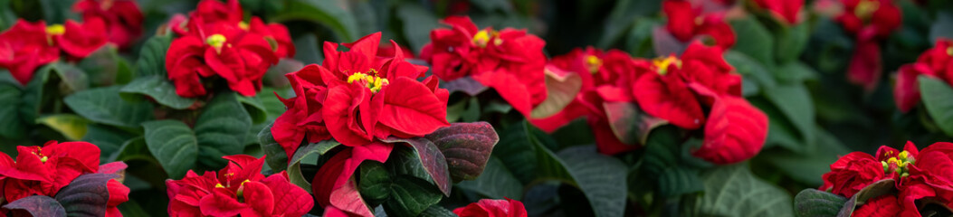 Merry Christmas, classic crinkled red flowers of seasonal poinsettia plants, celebrate the holidays with plant background
