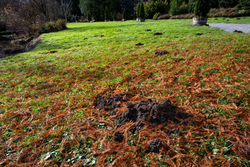 Fototapeta premium Fresh mole hole of rich wet dirt in a grass lawn covered in fall tree droppings 
