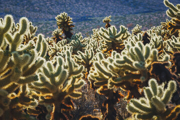 Joshua Tree National Park