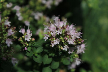 Obraz premium Origanum (oregano) vulgare in garden. Flowers of origanum vulgare, natural background. Beautiful floral background 