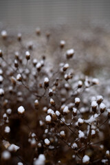 photo Delicate Snow-Covered Dried Flowers in Nature's Wintry Embrace: A Serene Scene of Rustic...