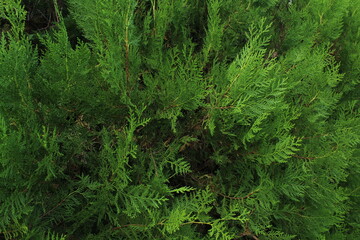 Fototapeta premium Closeup fresh green christmas leaves, branches of thuja trees on green background. Thuya twig occidentalis, evergreen coniferous tree. Chinese thuja. Conifer cedar thuja leaf green texture 