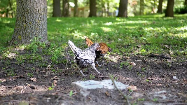 Two distinct chicken breeds, one silver-laced, the other golden, search for food beneath the trees in a park, illustrating natural foraging behavior.