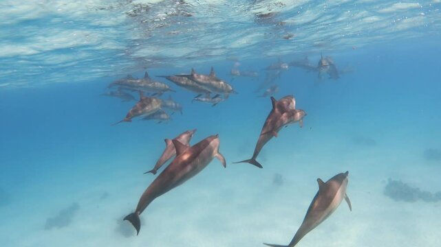 Spinner dolphins in the blue sea underwater