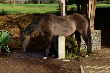 Stützmauer mit Pferd. Dunkles Pferd steht über Betonmauer und kratzt sich den Bauch
