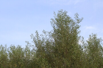 Fototapeta premium Willow tree leaves against blue sky background. Willow tree natural background 