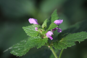 Close up of Lamium purpureum (Red Deadnettle) flowers. Beautiful floral background
