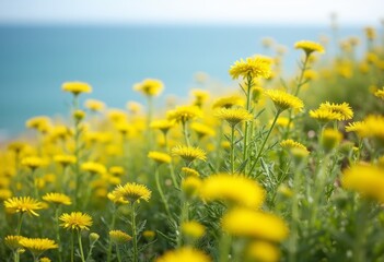 Fototapeta premium Bright yellow wildflowers bloom near a serene coastline