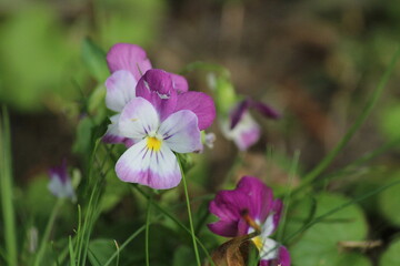 White-purple pansies close-up. Macro. Flowers. Pansy flowers growing in a garden in summer. Beautiful floral background
