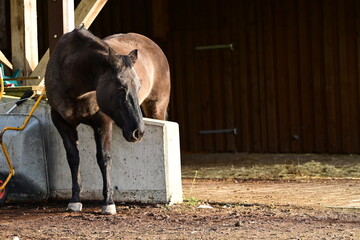 Stützmauer mit Pferd. Dunkles Pferd steht über Betonmauer und kratzt sich den Bauch
