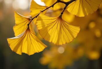 Obraz premium Vibrant yellow ginkgo leaves illuminated by sunlight in an autumn setting