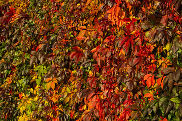Beautifully colored autumn leaves on a bush