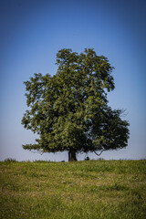 A lonely deciduous tree in the middle of a field