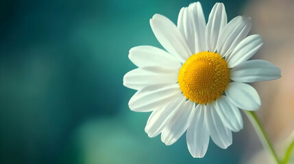 Fototapeta premium A fresh white daisy with a vibrant yellow center set against a teal green blurred background, radiating simplicity and charm.