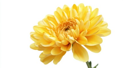 Fototapeta premium Chrysanthemum flower, isolated on white background, full depth of field