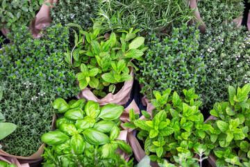 Fresh Culinary Herbs Basil and Mint Thyme and Rosemary