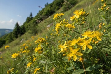 Obraz premium Bright yellow wildflowers bloom on a hillside in the afternoon sun during summer in a rural landscape