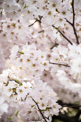 Naklejka premium Cherry Blossom