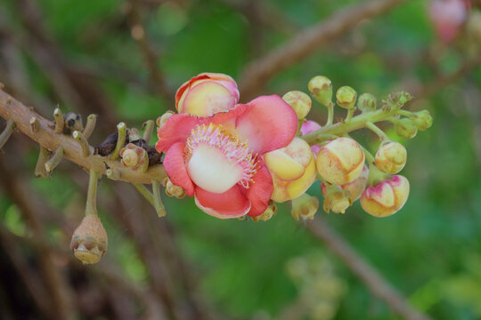 Close-up of Cannonball tree (Couroupita guianensis) or Sala tree flowers blooming on trunk. Exotic tropical blossoms in natural light. Concept of biodiversity, rainforest beauty, and unique flora.