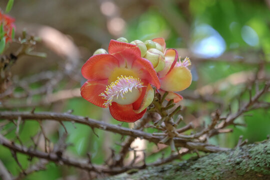 Close-up of Cannonball tree (Couroupita guianensis) or Sala tree flowers blooming on trunk. Exotic tropical blossoms in natural light. Concept of biodiversity, rainforest beauty, and unique flora.