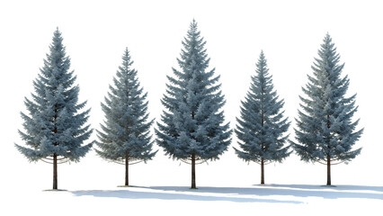 Fototapeta premium Set of Pinus sylvestris Scotch pine spruce big tall tree isolated on white background as transparent. PNG. AI GENERATED.