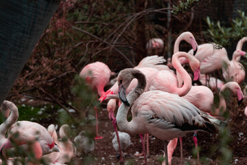 Animals in zoo and wildlife. High resolution photo.