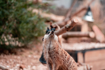 Animals in zoo and wildlife. High resolution photo.
